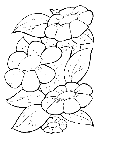 Printable Coloring Pages Of Horses. printable coloring pages