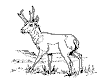 view antelope.GIF