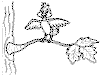 view bird.GIF