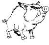 view boar