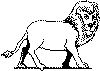 view lion