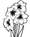 view patunias.GIF