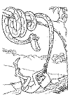 view jungle book snake.GIF