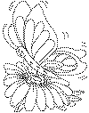 spring butterfly
