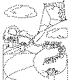 spring kite