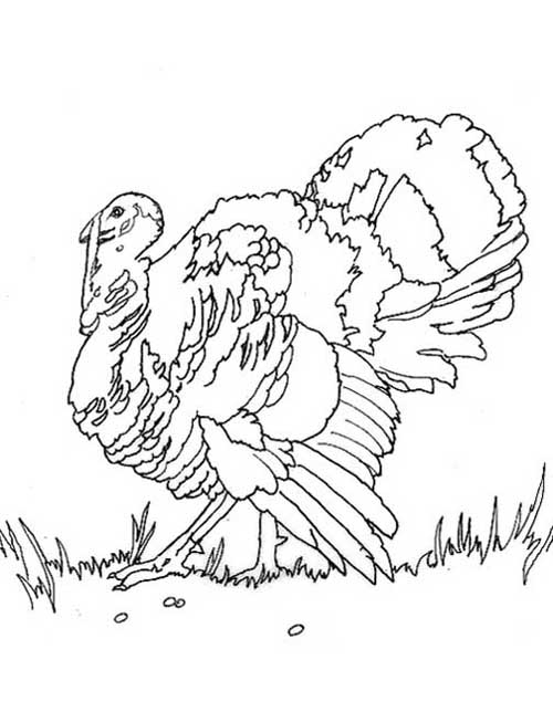 small turkey coloring pages - photo #18