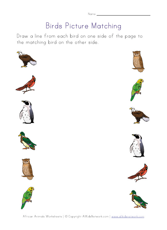 Free Printable Bird Worksheets