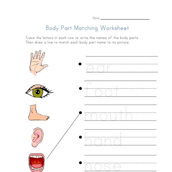 Body Matching Worksheet | All Kids Network