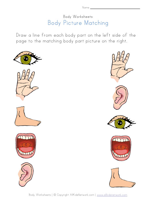 body-part-picture-matching-worksheet