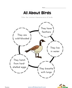 All About Birds Worksheet