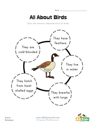 all birds for kids