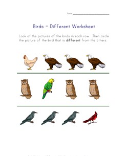 different birds worksheet