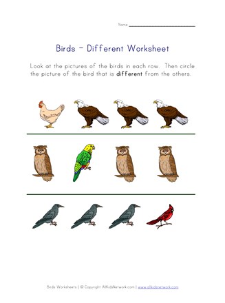 Birds Worksheet - Different | All Kids Network