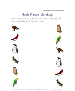 picture matching birds worksheet