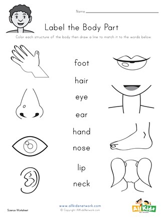 body part matching worksheet all kids network