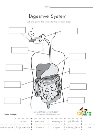 Label the Digestive System - Cut and Paste | All Kids Network