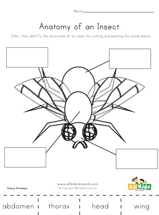 Anatomy of an Insect Worksheet | All Kids Network