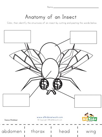 parts of an insect coloring page