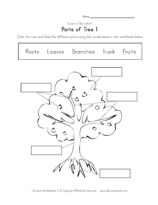 parts of a tree worksheet all kids network