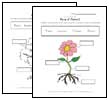 plant worksheets